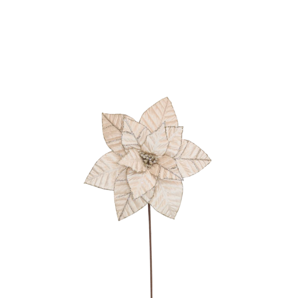 Poinsettia 31x50cm Champagne Velvet with Glitter